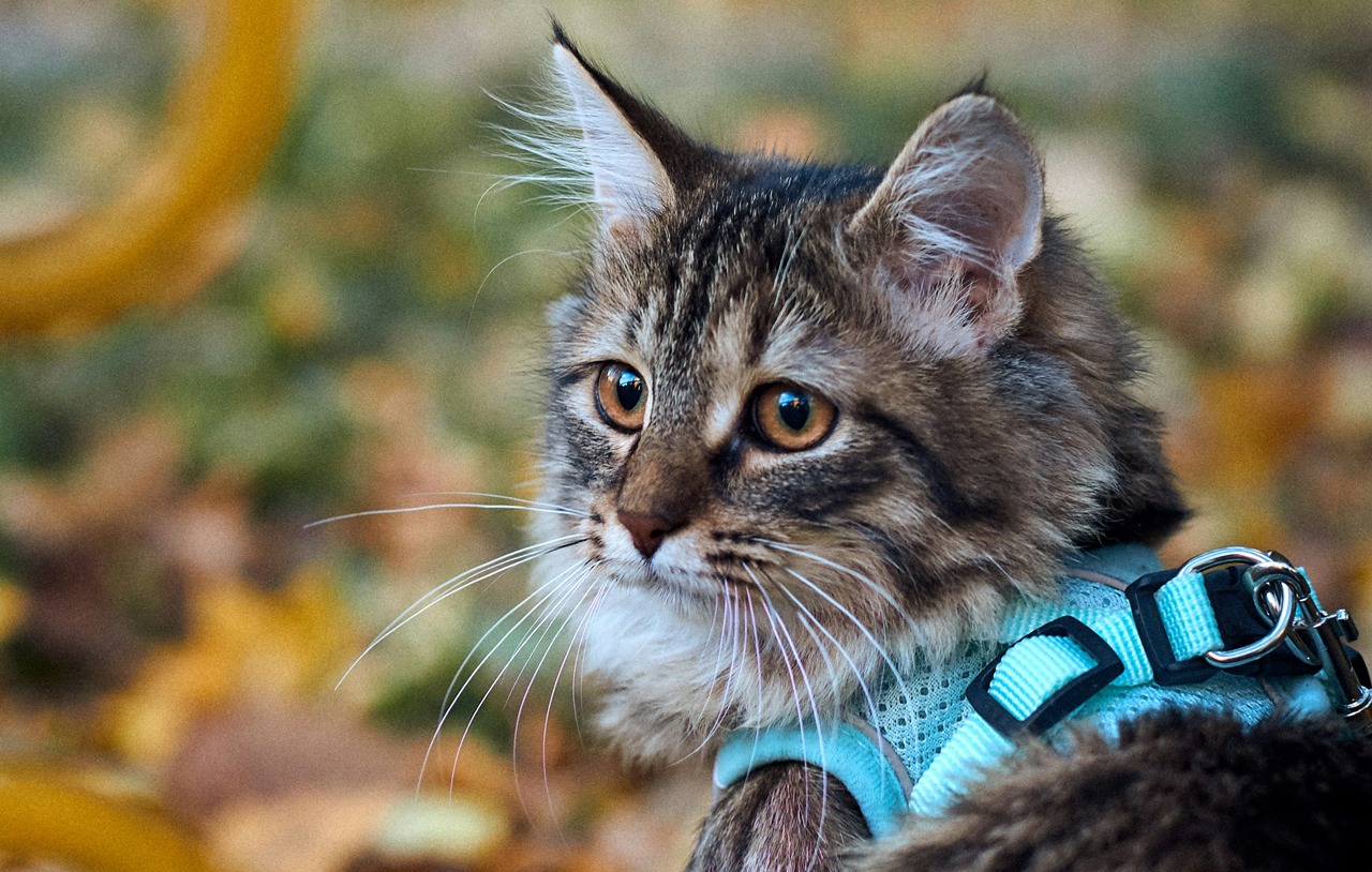 Kissa ulkoilee valjaissa. Ulkoilu tuo sisäkissan elämään kaivattua toimintaa ja tarjoaa kissalle lajityypillistä käyttäymistä.
