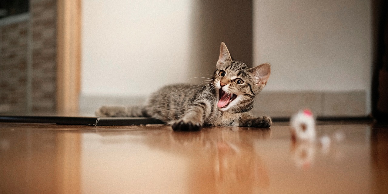 Leikkisä kissanpentu makaa lattialla. Metsästysleikit ovat tärkeä osa kissan käyttäytymistarpeita, joilla varmistetaan kissan hyvinvointi.