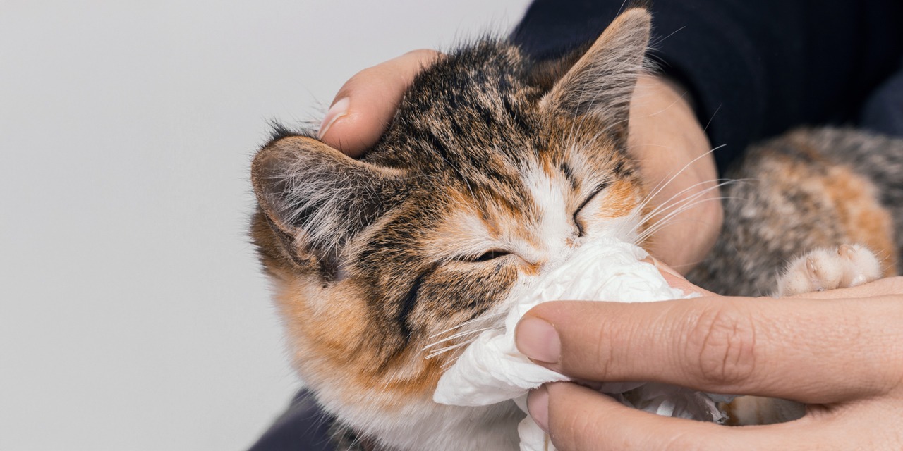 Ihminen pyyhkii kissan kuonoa. Kissaflunssa on yksi tarttuvista taudeista, jota kissan rokotus ehkäisee.