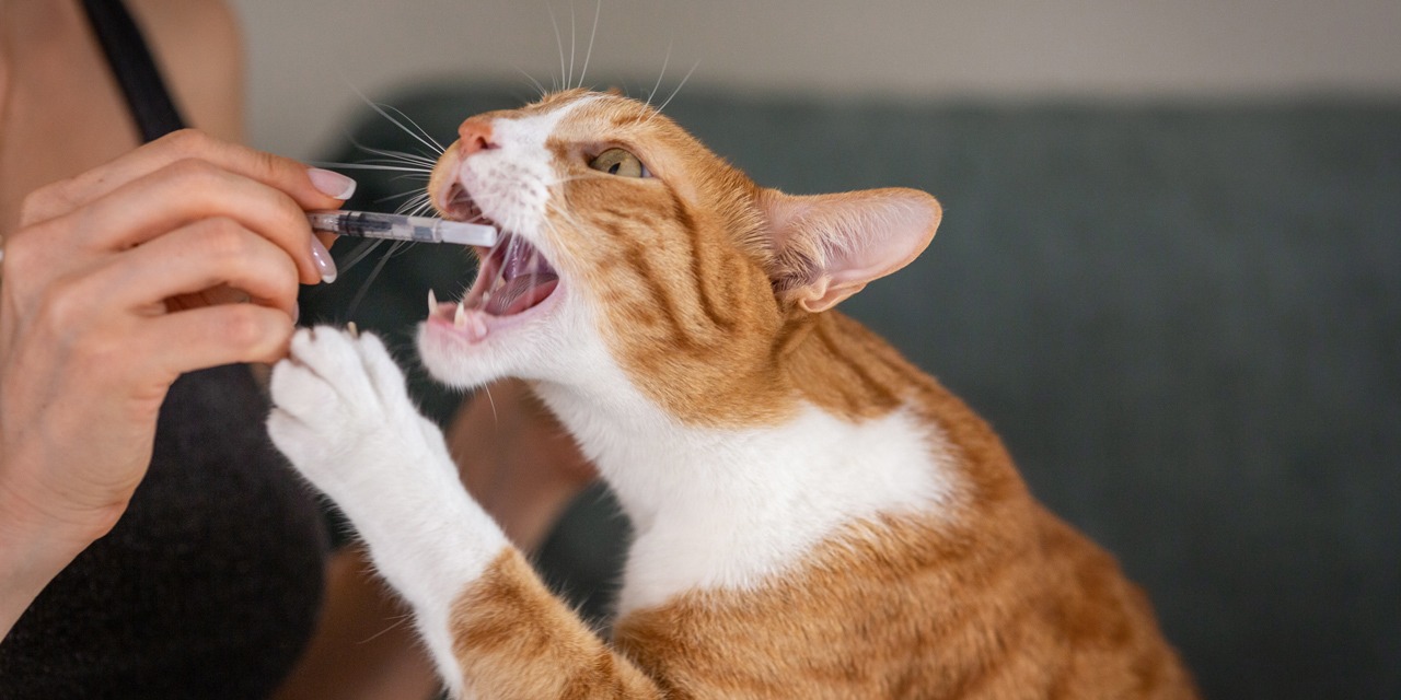 Lääkkeen antamista kissalle kannattaa harjoitella etukäteen, jotta pakottamista voidaan välttää.