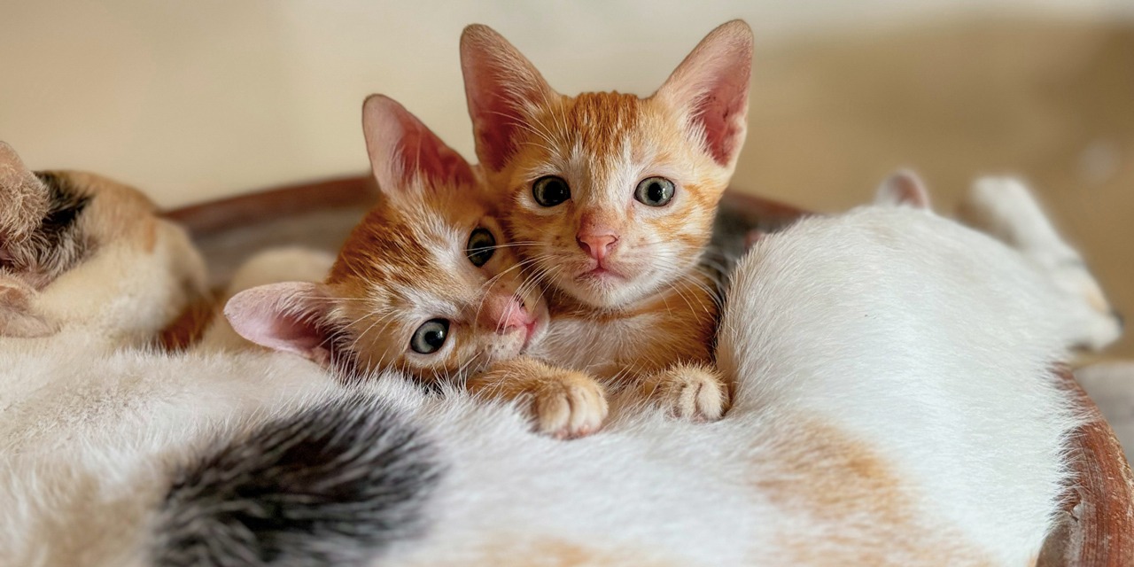 Kissanpennut imevät maitoa emän nisistä. Punoittavat nisät voivat olla tunnusmerkki kissan tiineydestä.