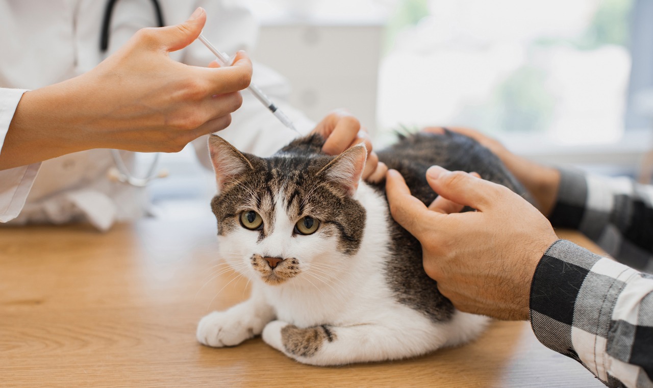 Kissa makaa pöydällä ja eläinlääkäri antaa sille rokotuksen. Kissan rokotus on osa sen perusterveydenhuoltoa.