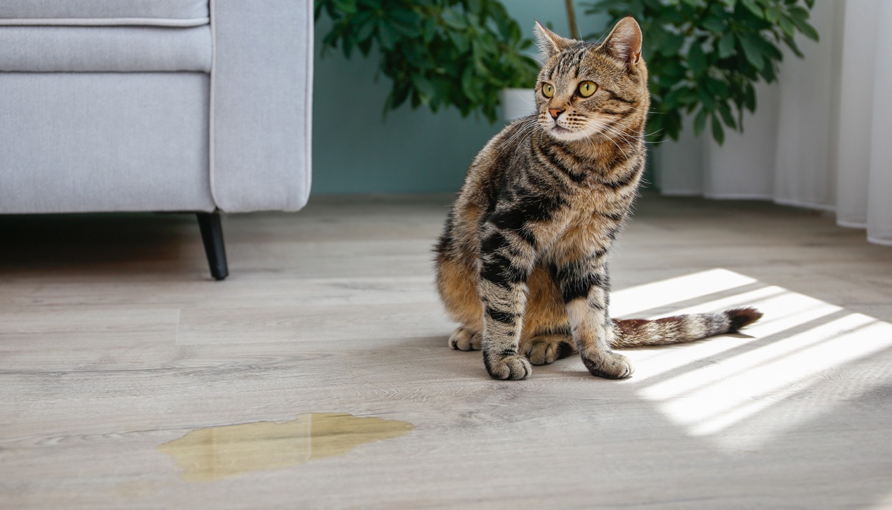 Kissa istuu olohuoneen lattialla. Lattialla sen vieressä on pissaa.