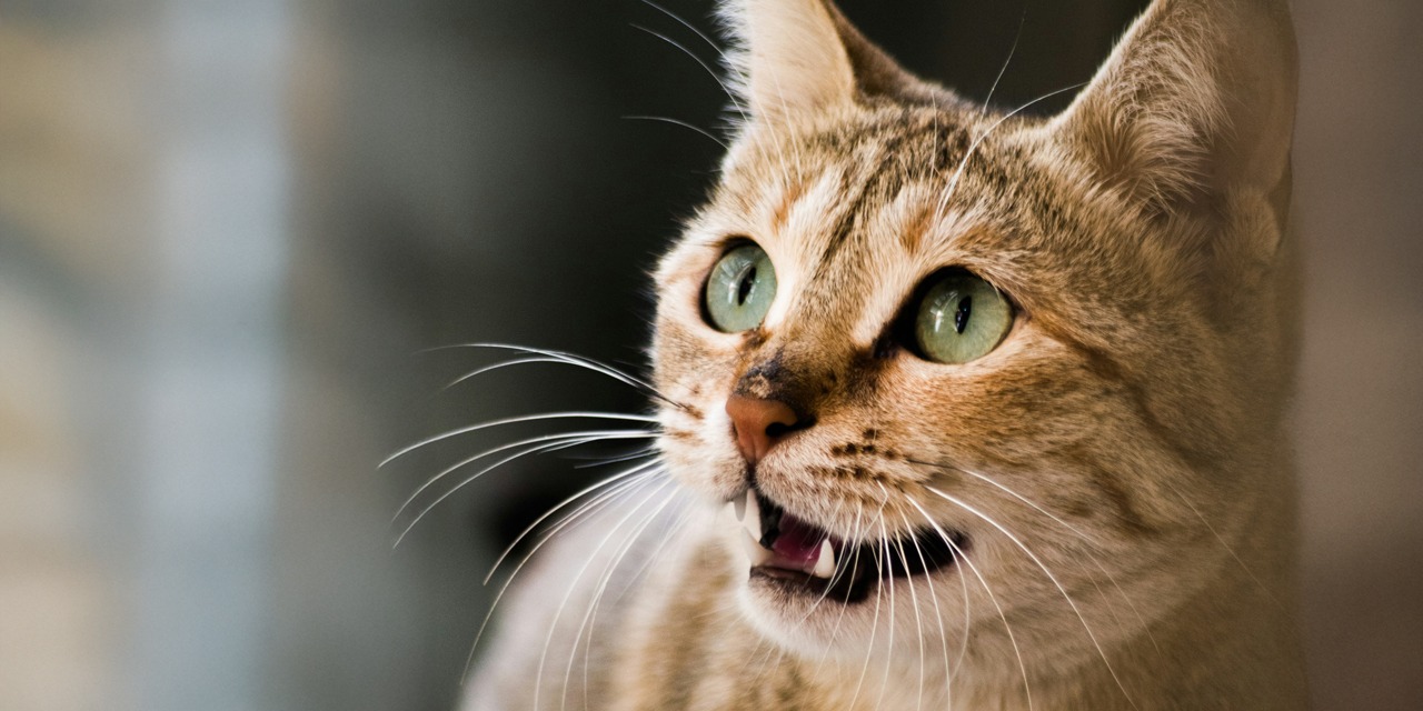 Lähikuva kissasta, jonka suu on auki, kun se todennäköisesti maukuu.