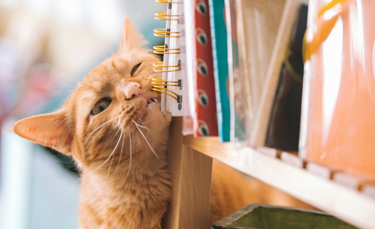 Kissa hieroo poskeaan kirjahyllyyn. Näin se jättää siihen feromoneja ja merkitsee reviiriään.