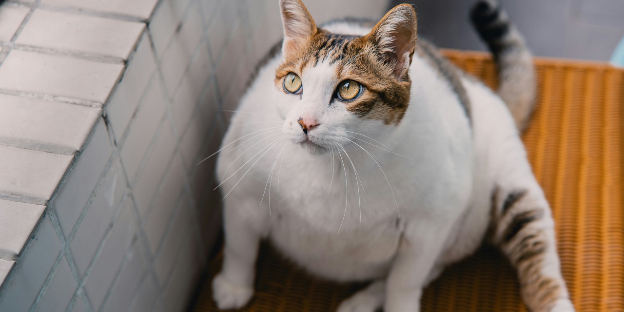 Ylipainoinen kissa istuu ja katsoo ylöspäin. Ylipaino tavallinen ongelma sisäkissoilla.