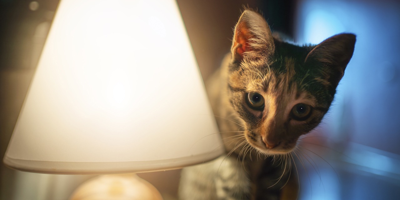 Kissa seisoo hämärässä huoneessa pöytävalaisimen vieressä. Kissa on hämäräaktiivinen eläin, mutta toisinaan se voi käydä häiritseväksi omistajalle. Yöherättely onkin yleinen kissaongelma.