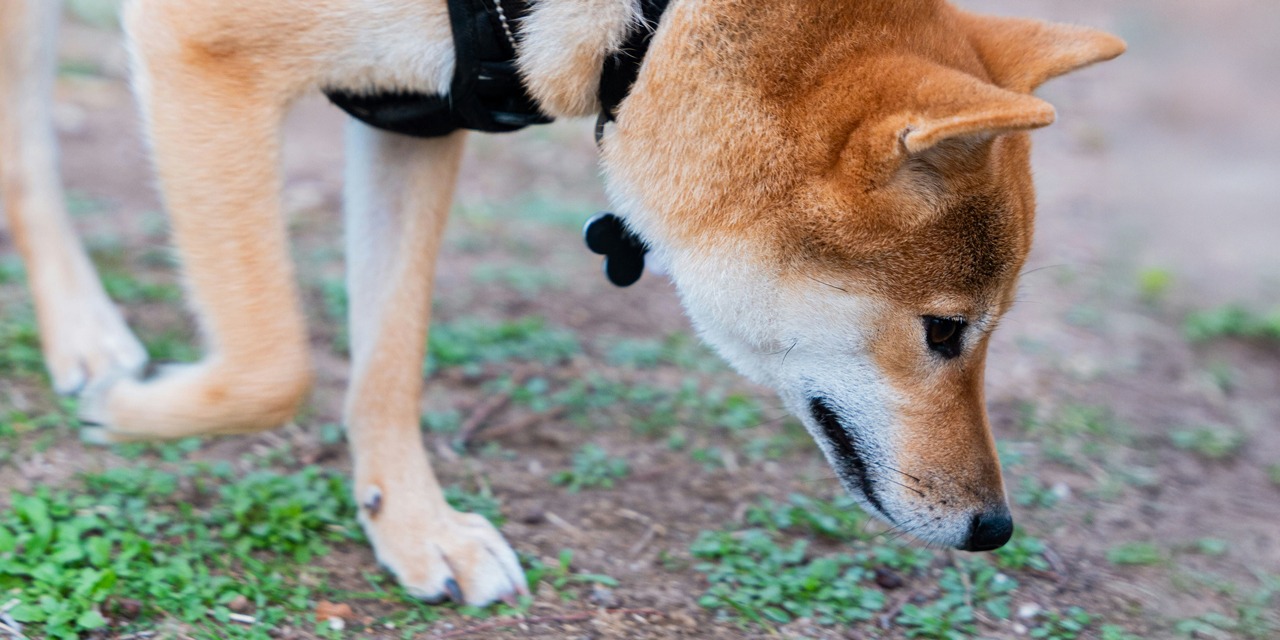 Koiran aistit ovat hajujen ja kuulon osalta paljon tarkemmat kuin ihmisen. Kuvassa koira haistelee maata.