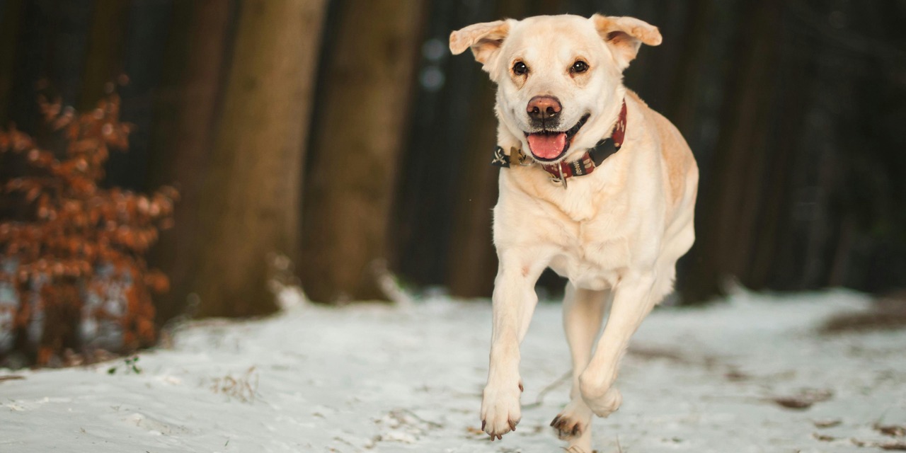 Koira juoksee metsässä, jossa on hieman lunta maassa. Vapaana juokseminen on yksi koiran lajityypillinen tarve.