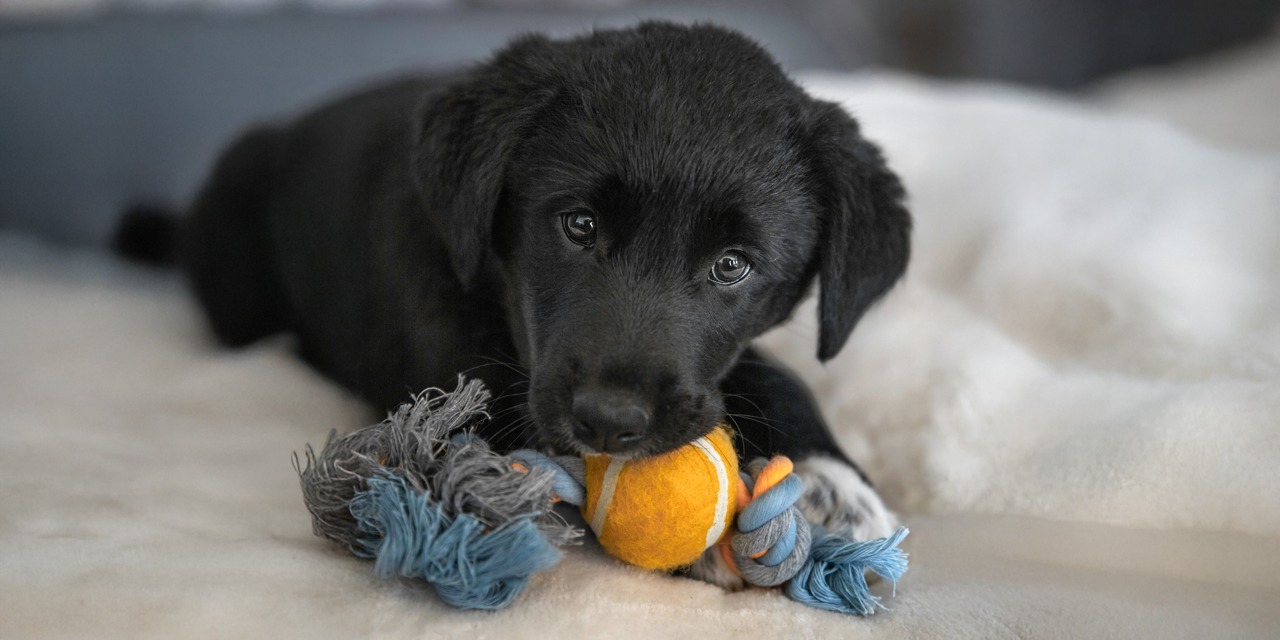 Koiranpentu pitää suussaan lelua.