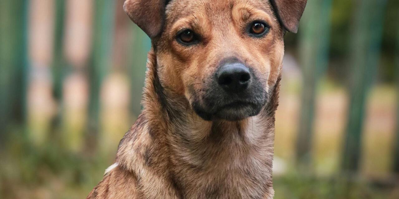 Koira istuu pihalla. Pennun tai aikuisen koiran hankkimisessa on kummasakin puolensa.