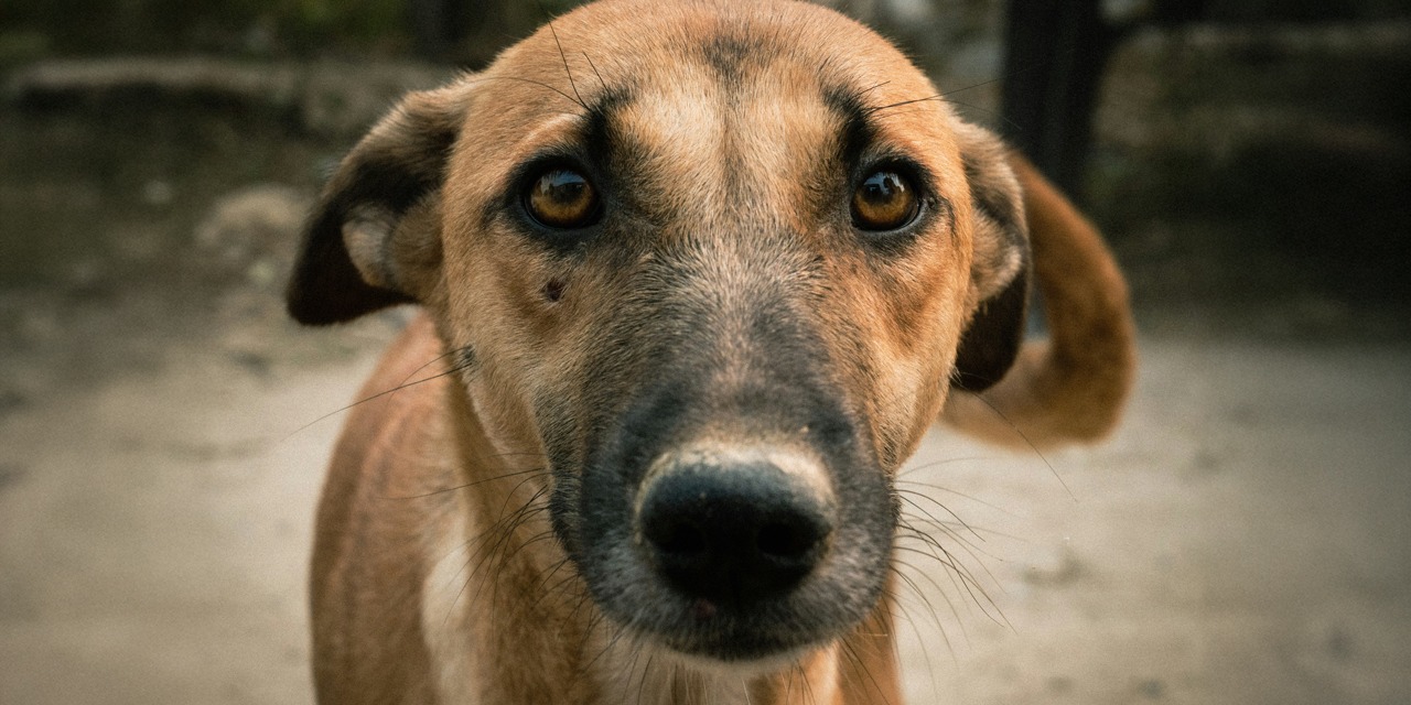 Lähikuva sekarotuisesta koirasta ulkona katsomassa kohti kameraa. Jos haluaa rescue-koiran lemmikiksi, on syytä harkita tarkoin, riittävätkö omat resurssit koiran totuttamiseen lemmikkikoiran elämään.