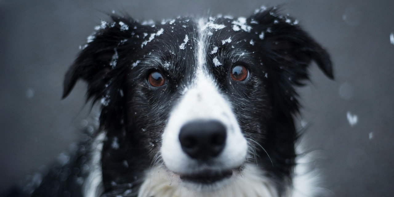 Jos haaveilee rescue-koirasta lemmikiksi, on hyvä tiedostaa, että rescue-koiran kanssa voi kohdata enemmän haasteita.