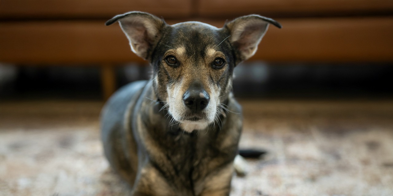 Sekarotuinen koira, jolla on melko pystyt korvat ja pitkä kuono makaa matolla sohvan edessä.