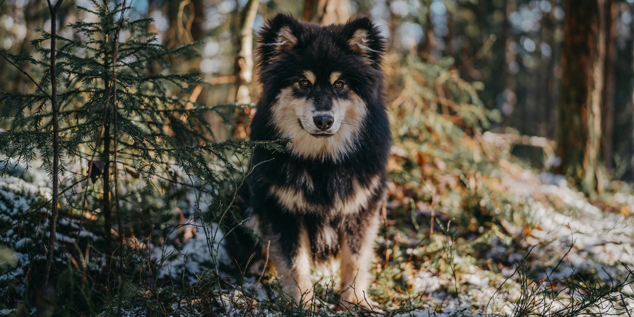 Tuuheaturkkinen suomenlapinkoira istuu metsässä ja katsoo kohti kameraa.