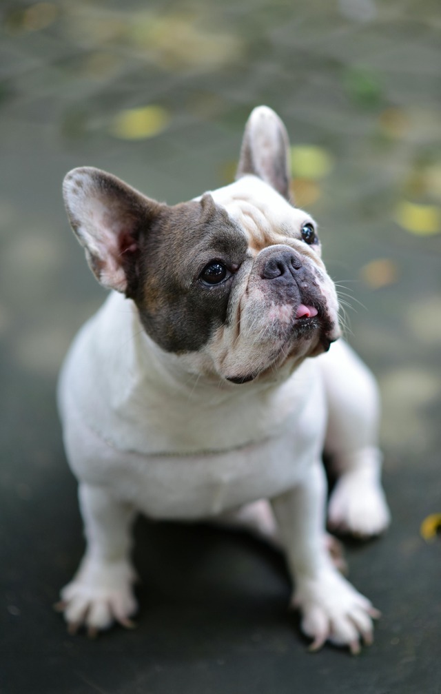 Sairaaksi ylijalostettu ranskanbulldoggi istuu asfaltilla. Koiran ja rodun valinnassa kannattaa huomioida myös koiran terveys. Epäterve rotu voi käydä kalliiksi lompakolle eläinlääkärikuluissa.