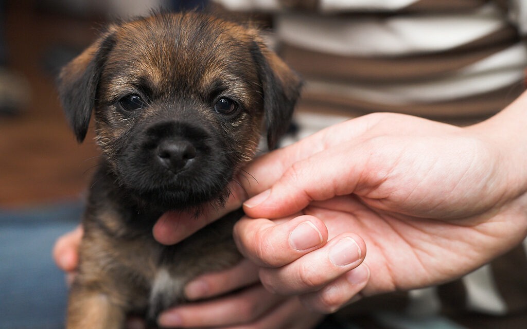 Nuori borderterrieripentu istuu ihmisen sylissä ja katsoo kohti kameraa. Rodun ja koiran valinta kannattaa tehdä harkiten.