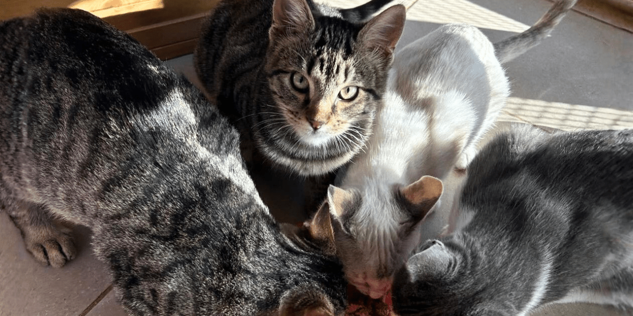 neljä kissaa ruokakupilla, yksi katsoo kameraan