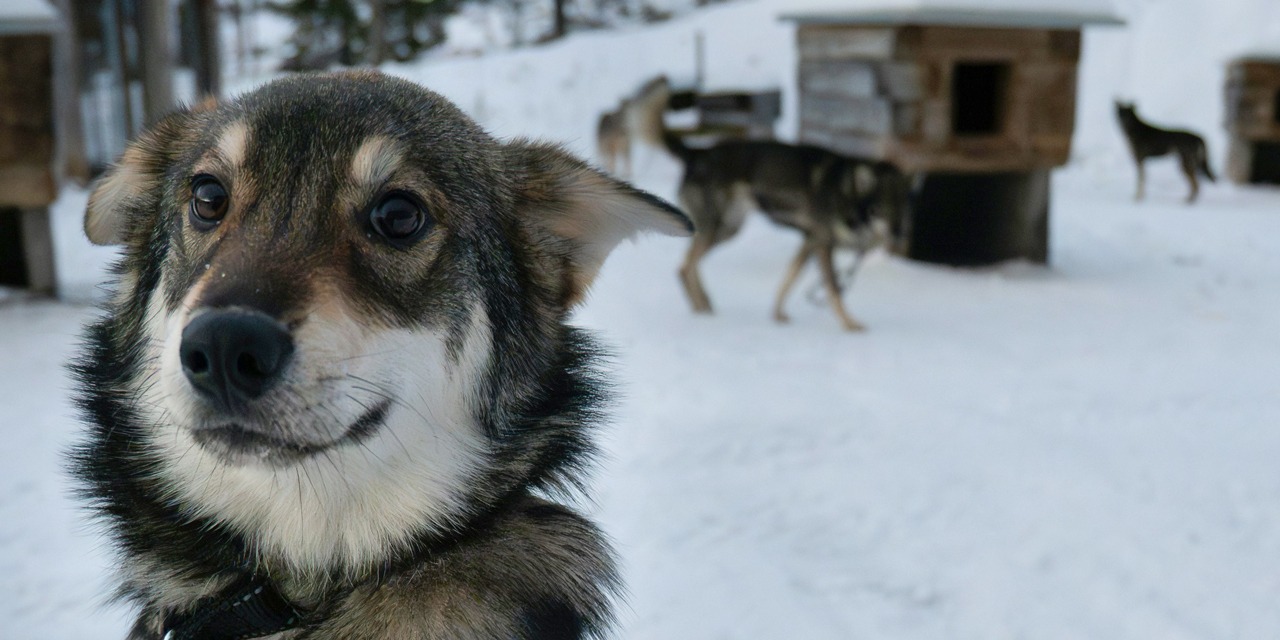 Lähikuva rekikoirasta tarhassa, jossa taustalla näkyy toisia rekikoiria ja koirankoppeja.
