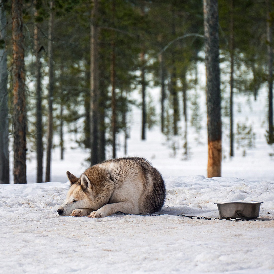 Rekikoira makaa yksin ketjussa lumisessa maassa metsän reunalla.
