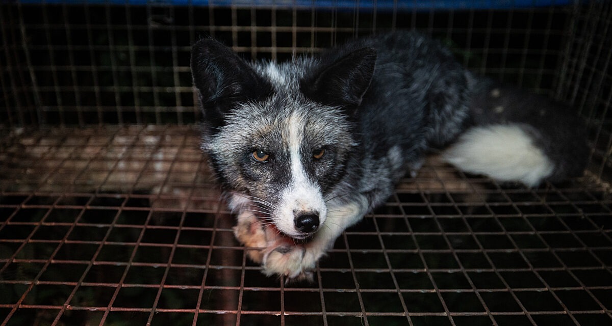 turkiskettu häkin pohjalla