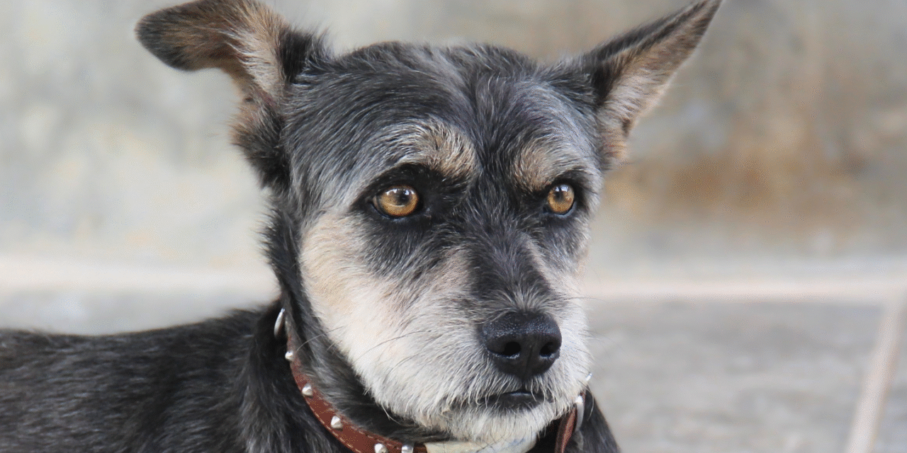 Harmaa karkeakarvainen pystykorvainen koira makaa ja katsoo keltaisilla silmillään viistoon oikealle