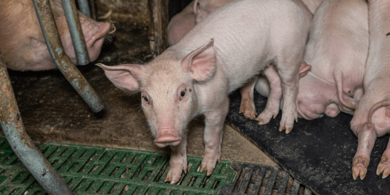 porsaita ja emakko sikalassa. Emakko on eristetty omaan tilaansa, porsaat ovat vieressä kasassa ritilälattialla.