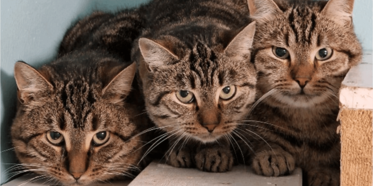 kolme aikuista ruskeaa raidallista kissaa makaa tiiviissä rivissä lähikuvassa