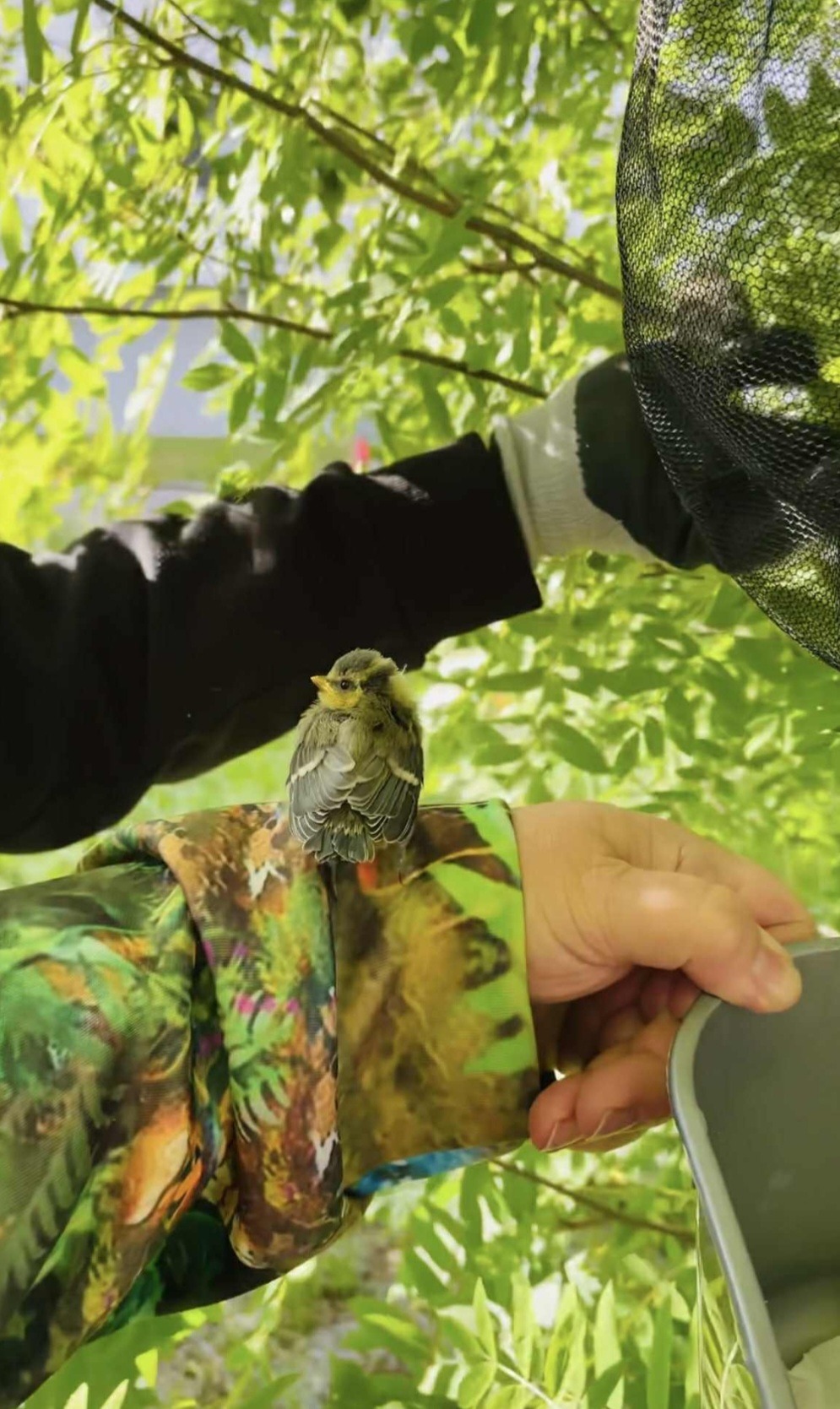 Sinitiaisen poikanen käsivarren päällä, taustalla puistikkoa