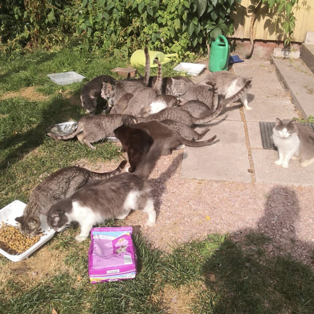 Kissapopulaation kissoja syömässä ulkona