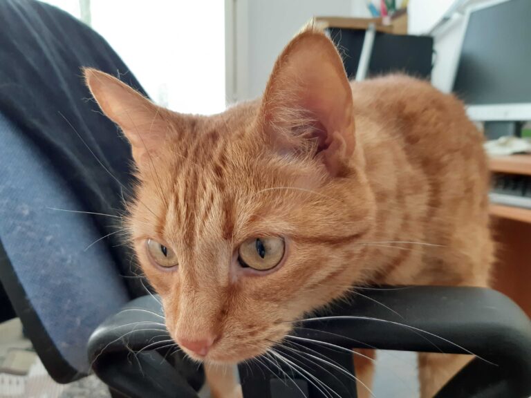 Gothicat The Purr Kissat Eivat Itke Tytto T Paita Musta main image 1