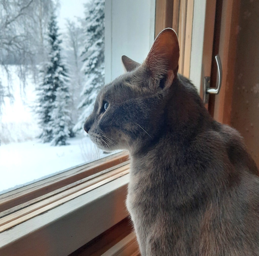 harmaa kissa istuu ja katsoo ikkunasta ulos lumista maisemaa