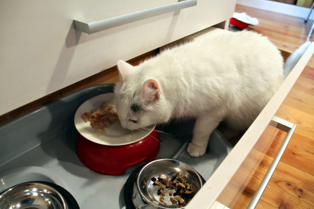 valkoinen kissa syö ruokaa ruokakupista, joka on sijoitettu valkoisen laatikoston alimpaan vetolaatikkoon. 