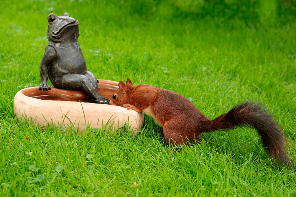 Orava juo nurmikolle asetetusta vesiastiasta.