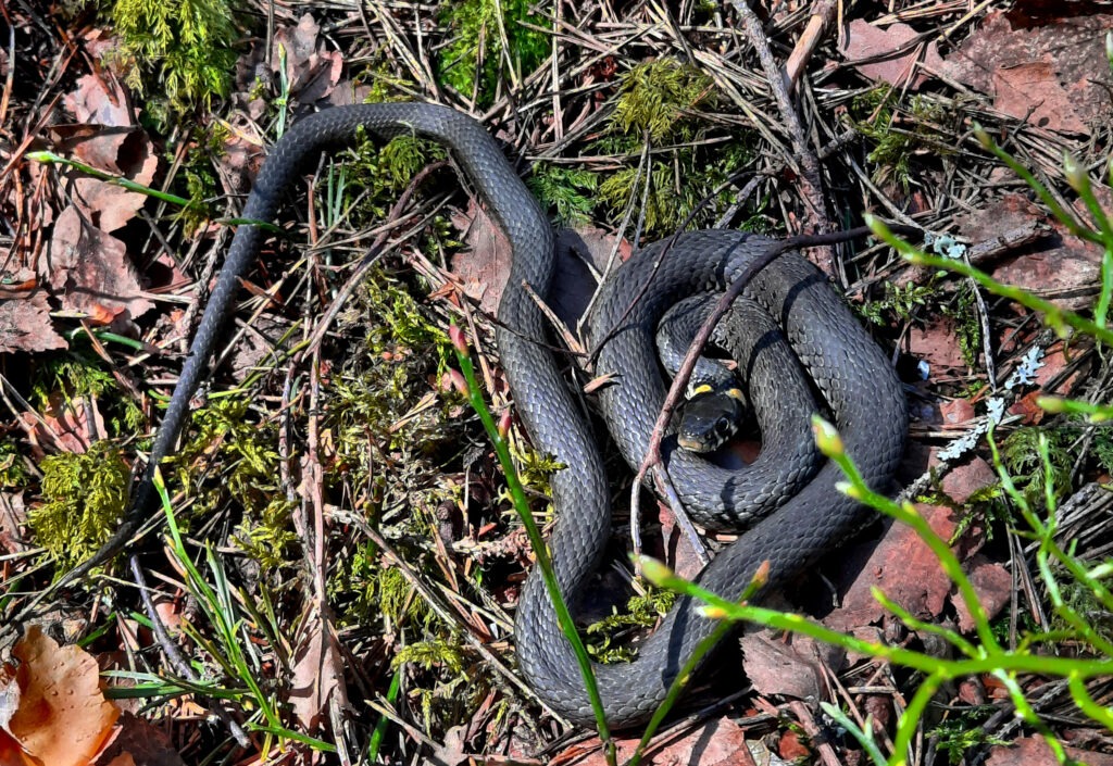 rantakäärme hieman kerällä makaamassa keväisellä sammalikolla Porvoossa